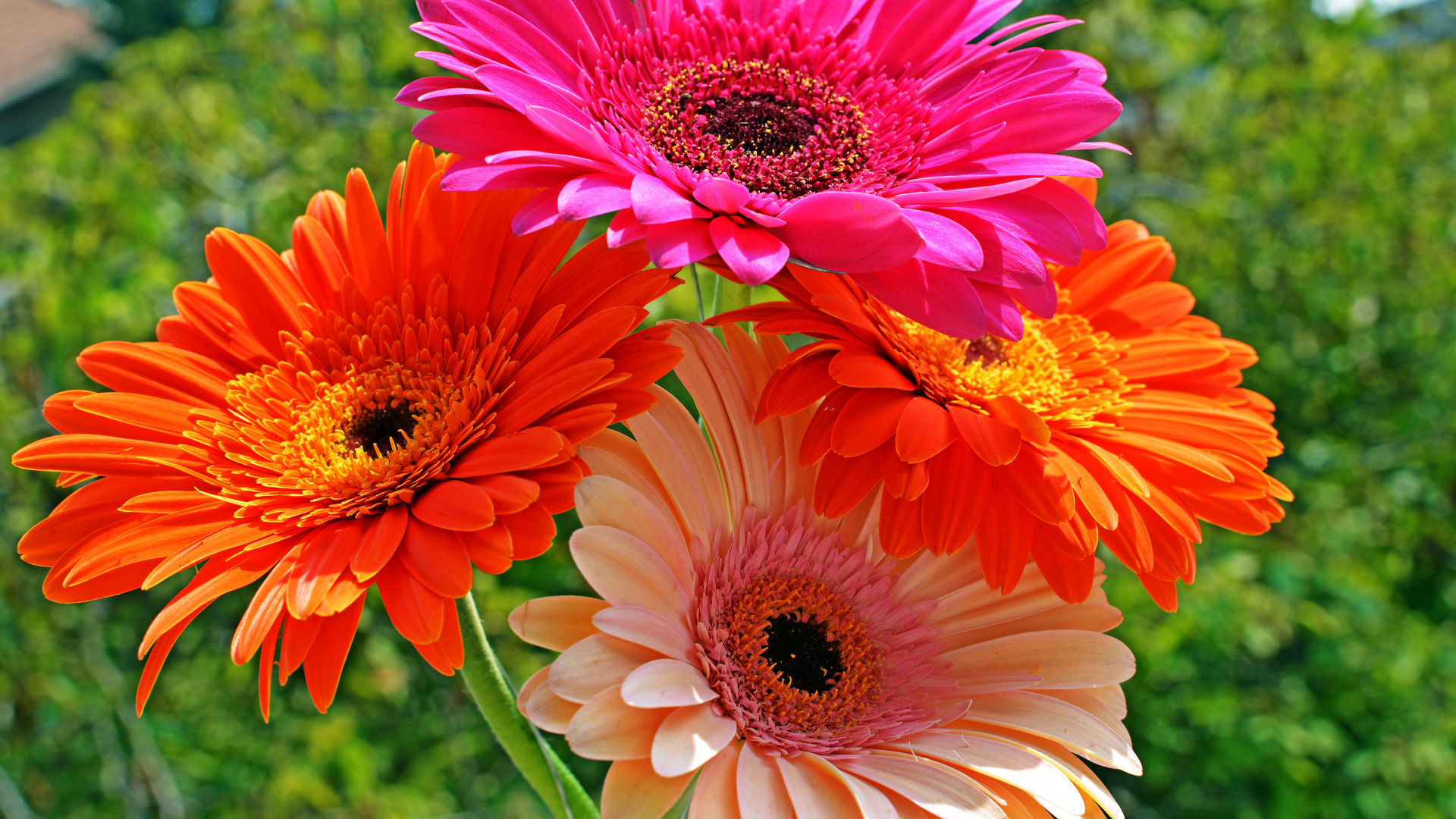 Четыре разноцветные герберы крупным планом