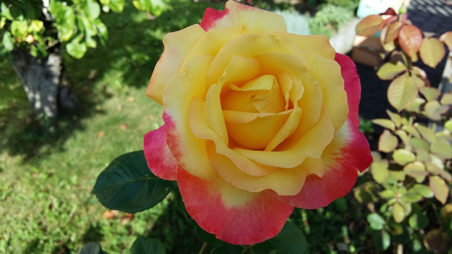 Садовая роза сорт Восточный экспресс 