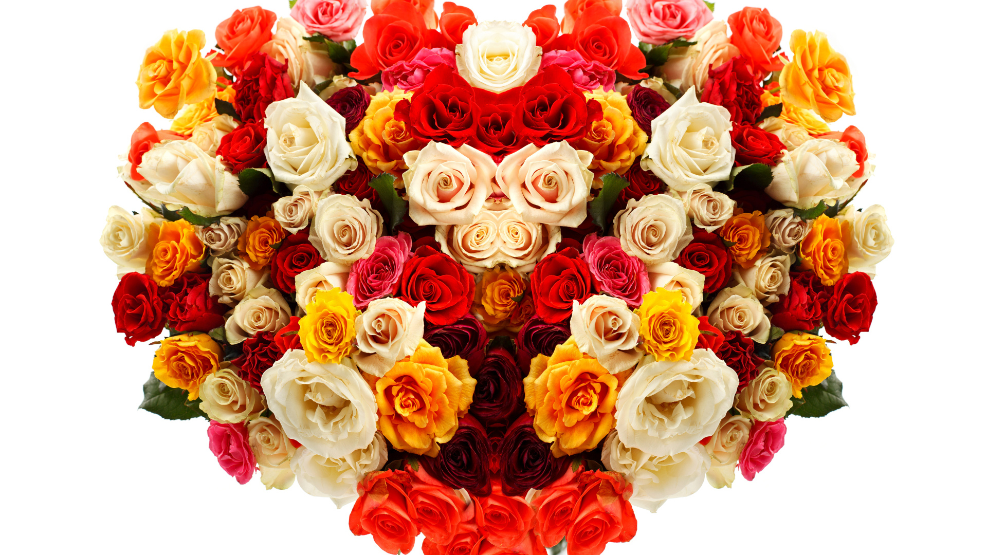 Сердце из разноцветных роз на белом фоне