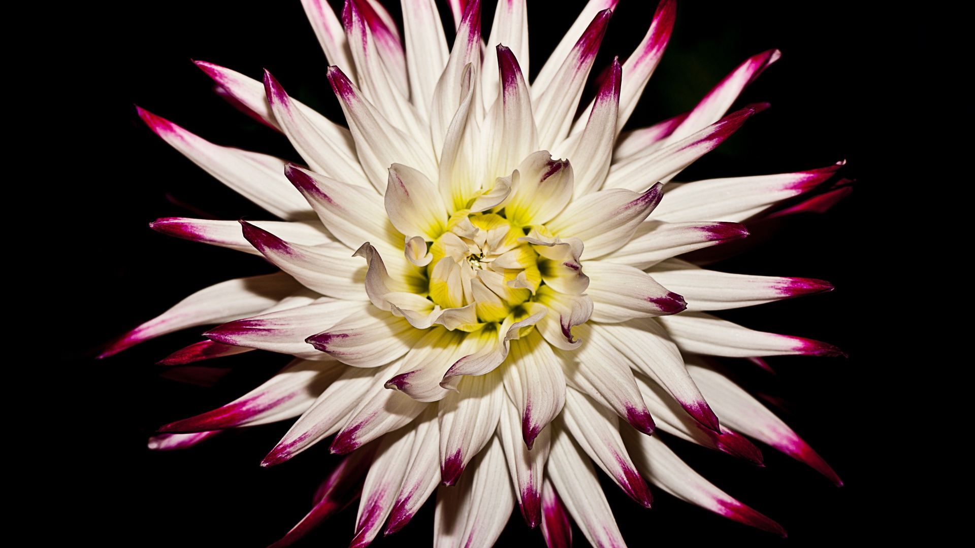 Крупная белая георгина  на черном фоне 