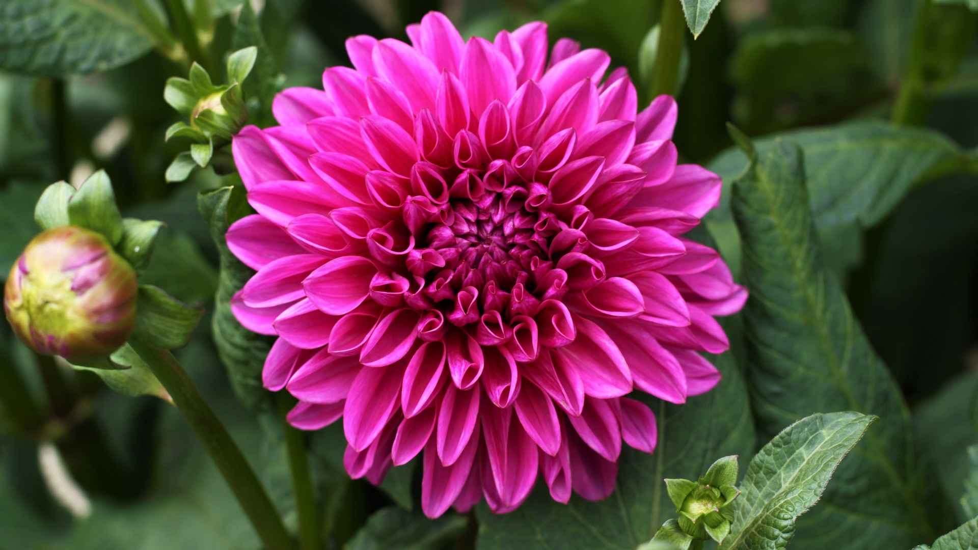 Крупный красивый розовый цветок георгина