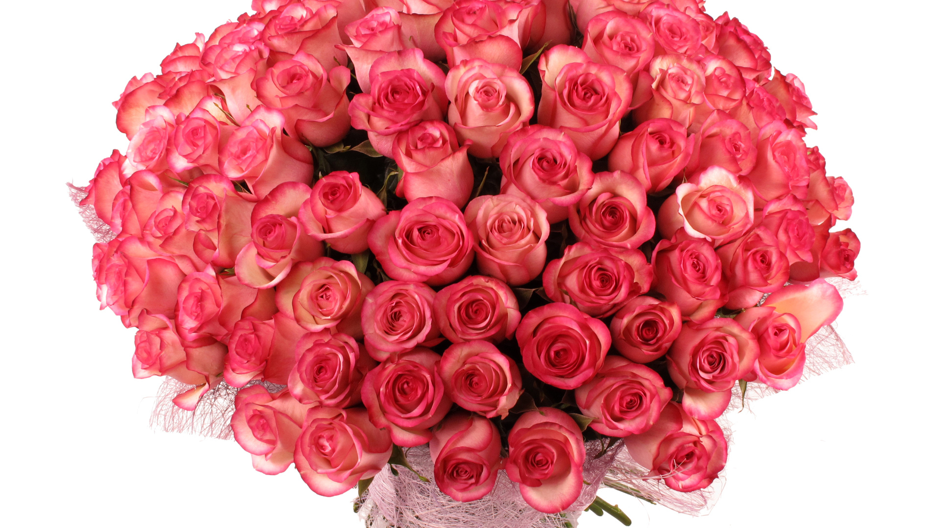 Большой букет нежных розовых роз на белом фоне