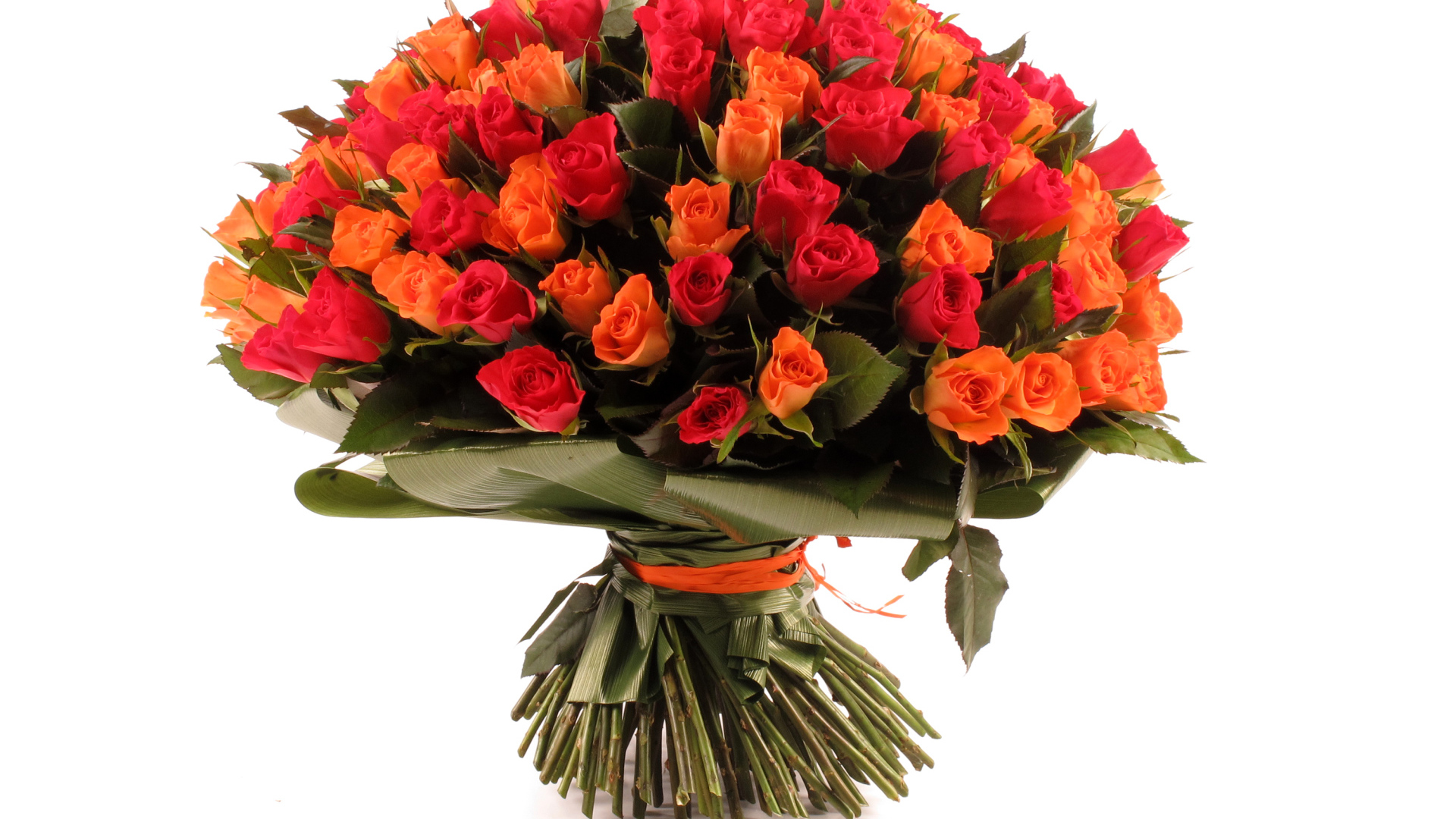 Большой букет оранжевых и розовых роз на белом фоне