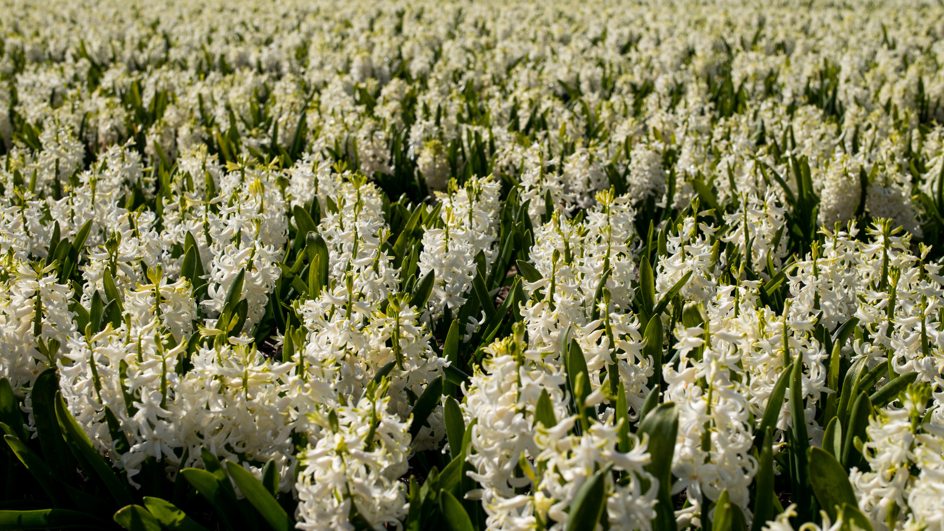 Большое поле белых гиацинтов