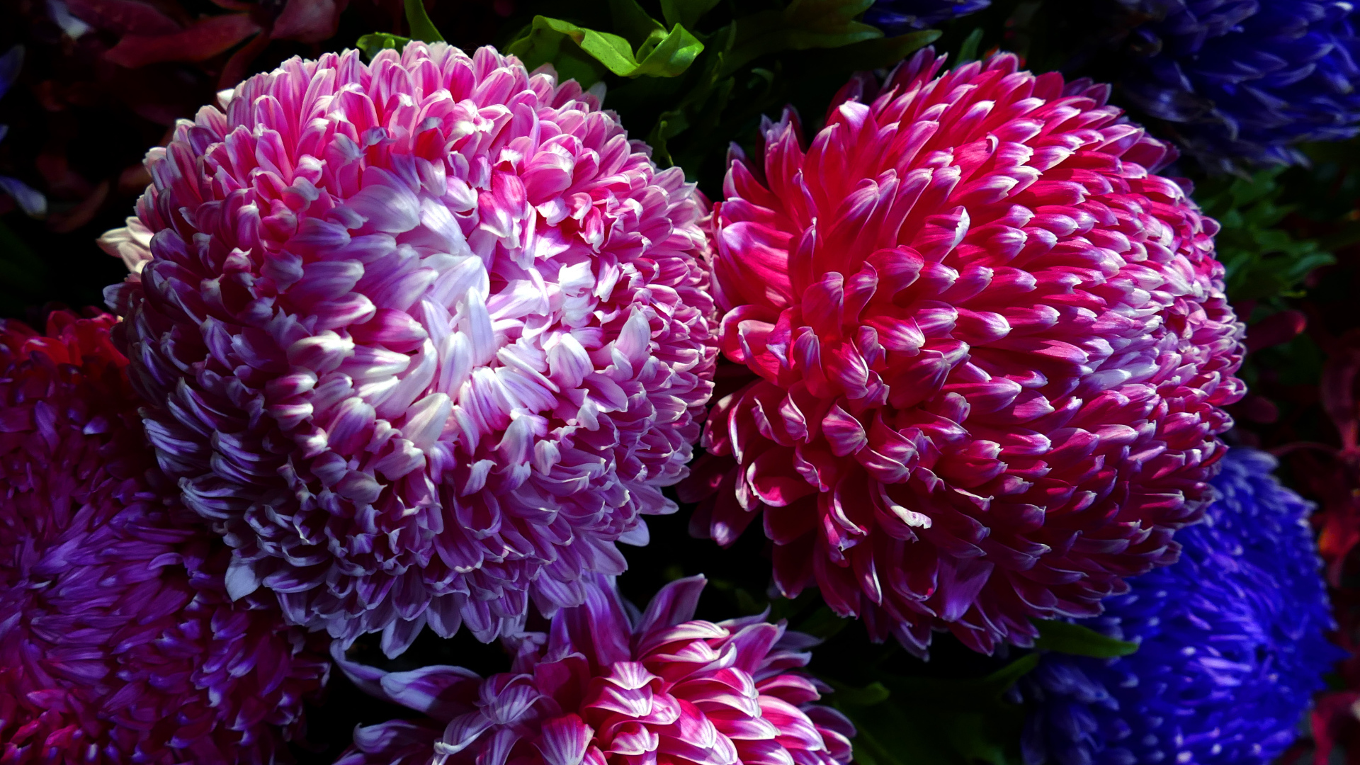 Крупные розовые хризантемы вблизи