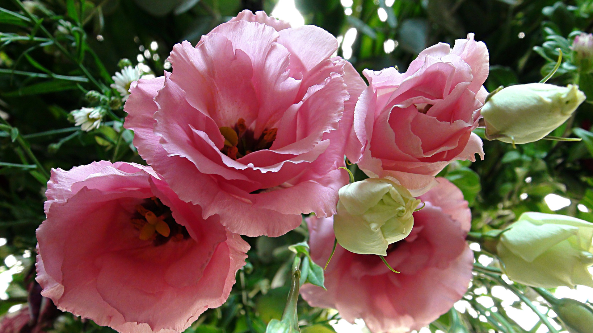 Крупные розовые цветы Эустома 