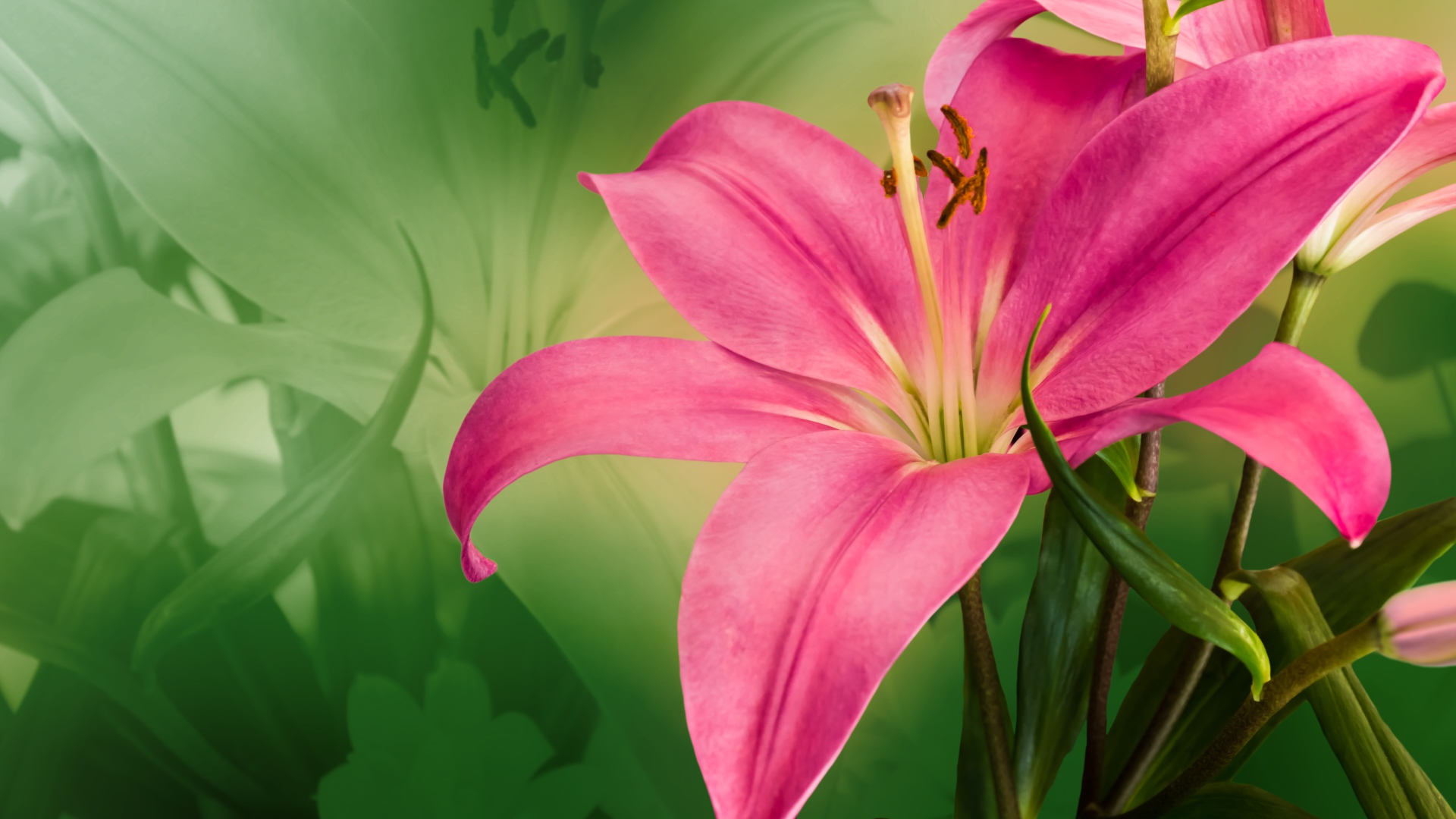 Большая розовая лилия крупным планом