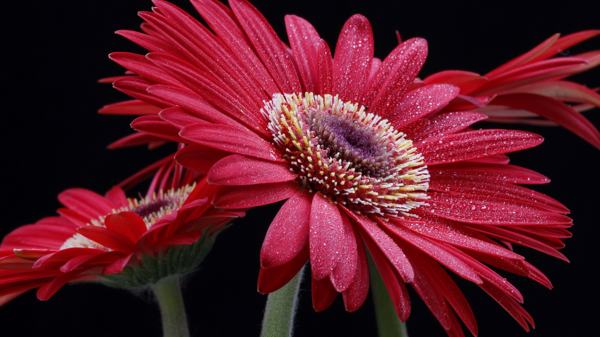 Крупная красная гербера с капельками воды на лепестках
