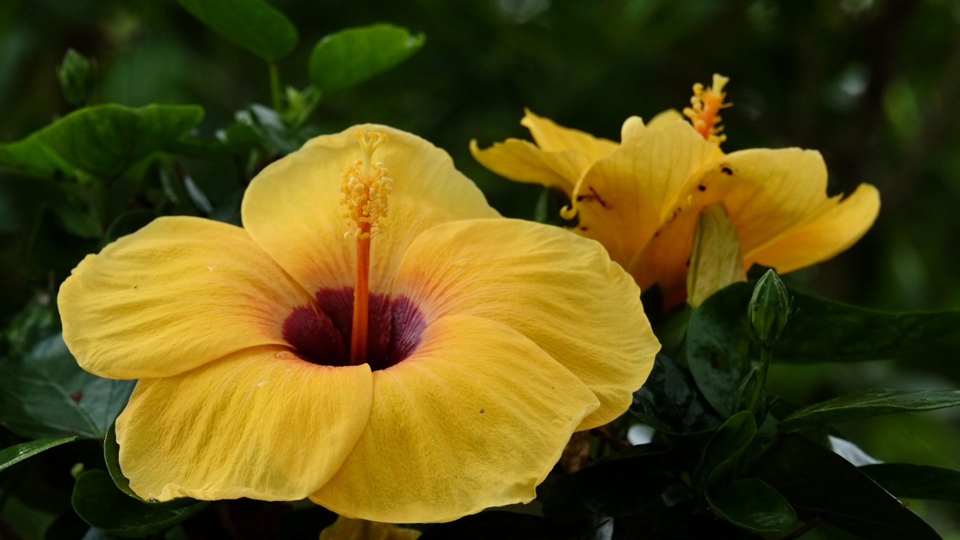 Большой желтый цветок гибискуса крупным планом