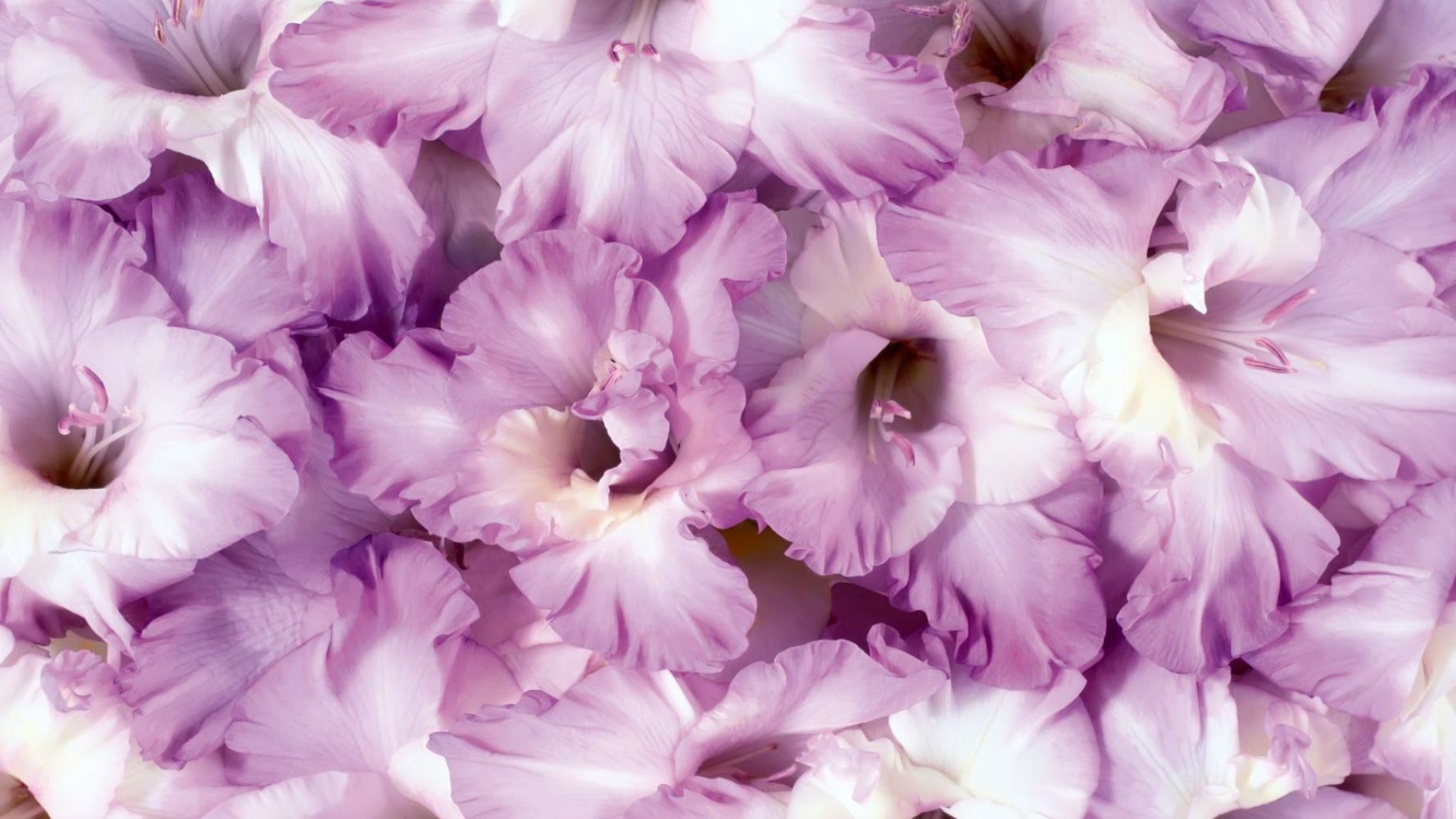 Сиреневые цветы гладиолусы крупным планом 