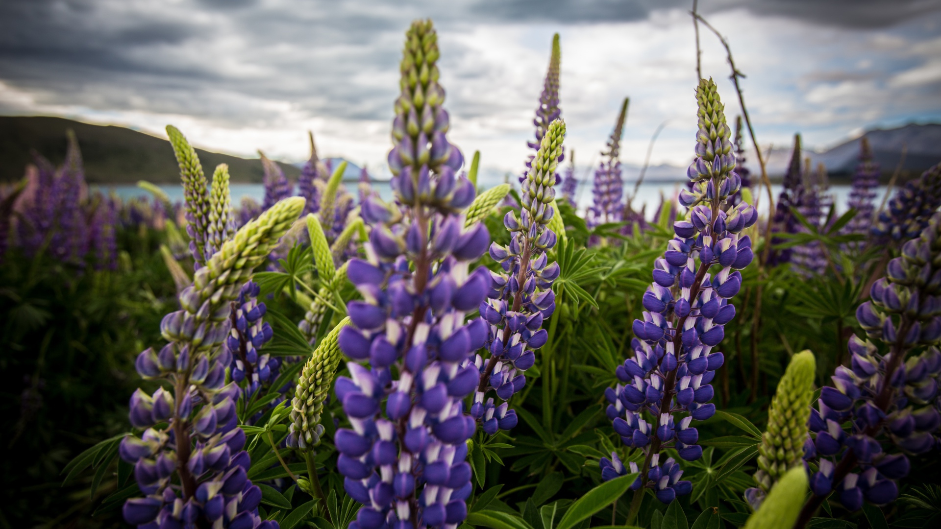 Сиреневые цветы люпины под пасмурным небом 