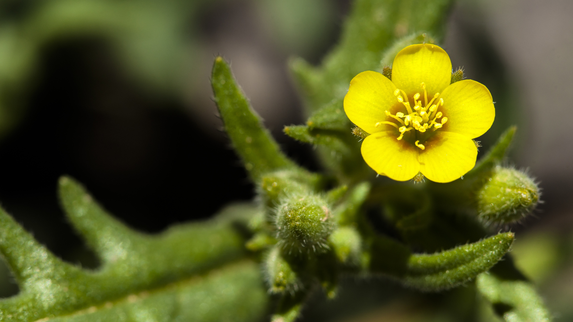 Маленький желтый цветок Mentzelia micrantha крупным планом