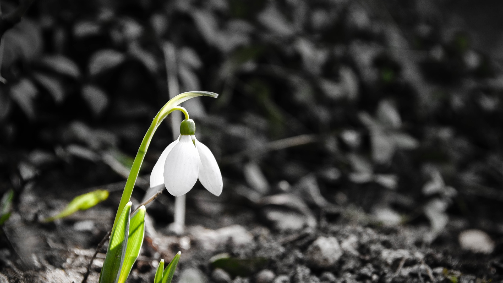 Одинокий белый весенний подснежник 