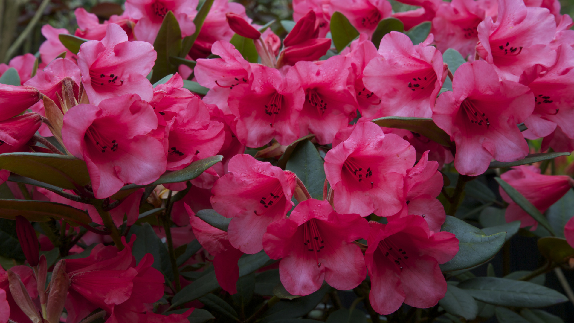 Много розовых цветов рододендрона крупным планом