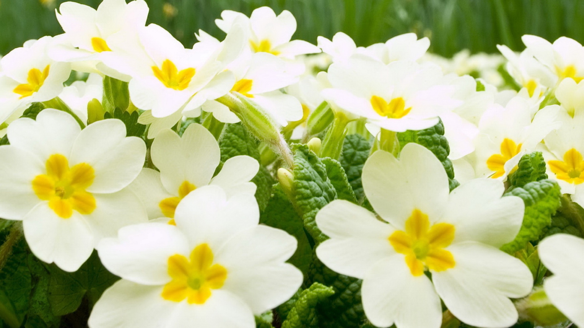 Много белых цветов примулы крупным планом