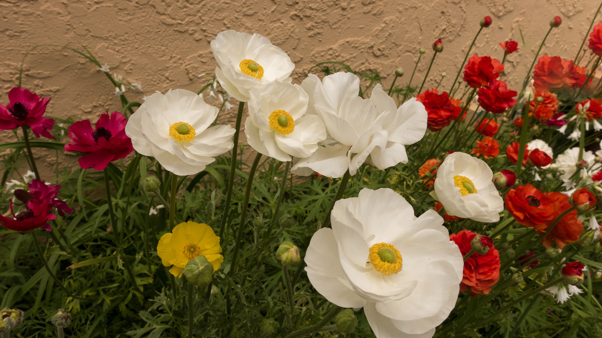 Разноцветные красивые цветы лютики на клумбе 