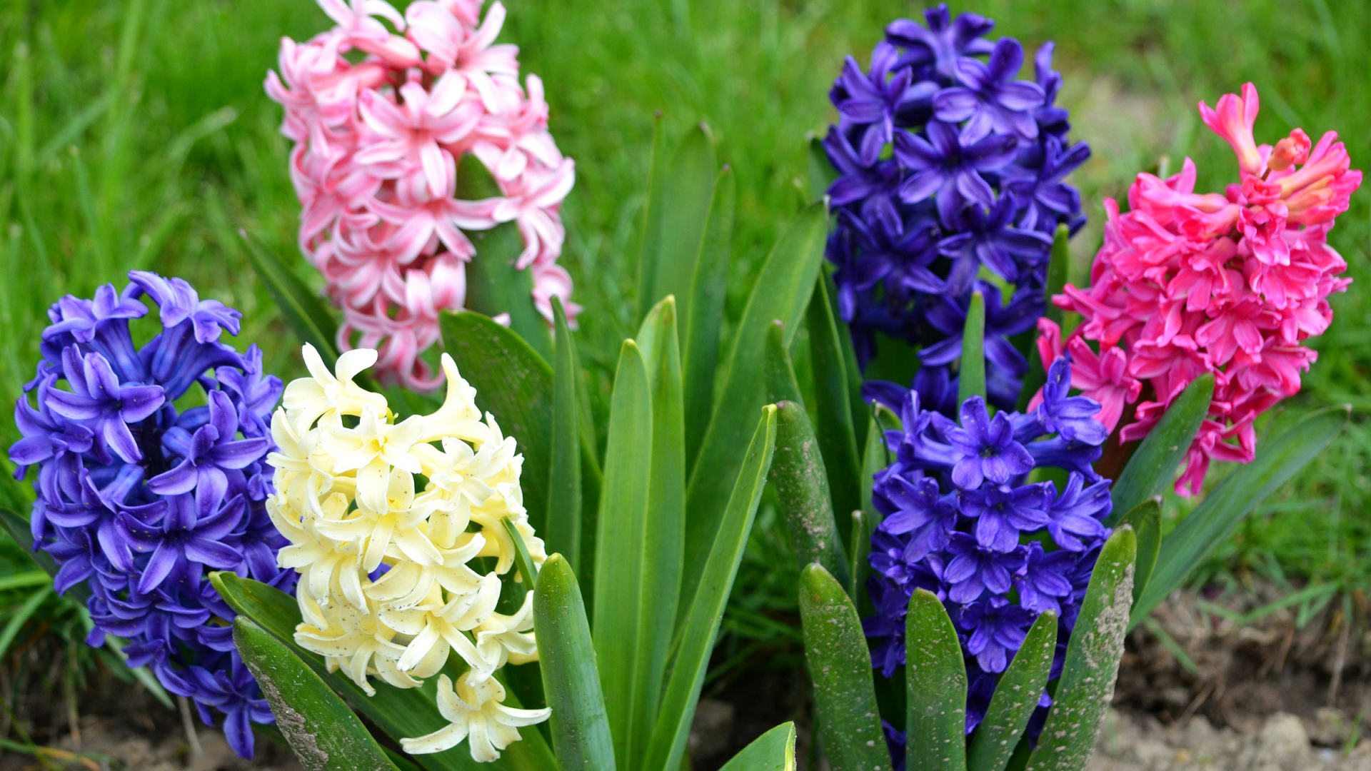 Разноцветные гиацинты на клумбе 