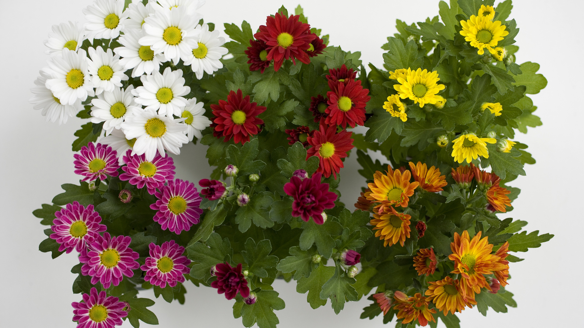 Разноцветные красивые цветы хризантемы на белом фоне