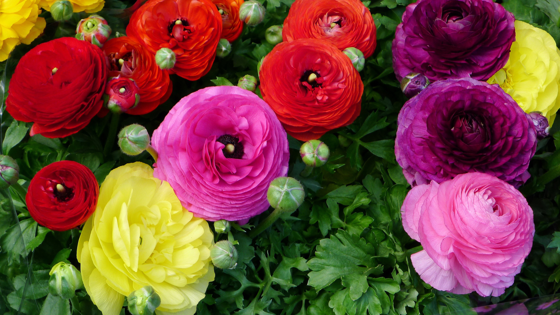 Разноцветные красивые цветы садовые лютики 