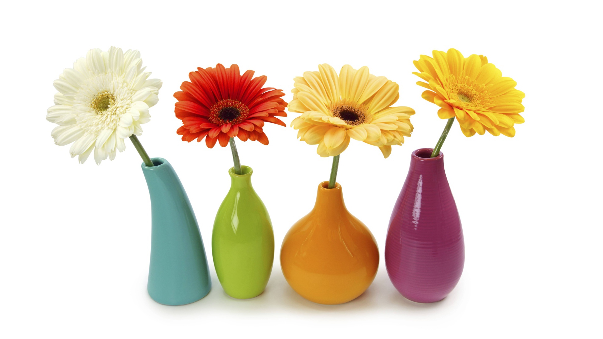 Разноцветные герберы в вазах на белом фоне 
