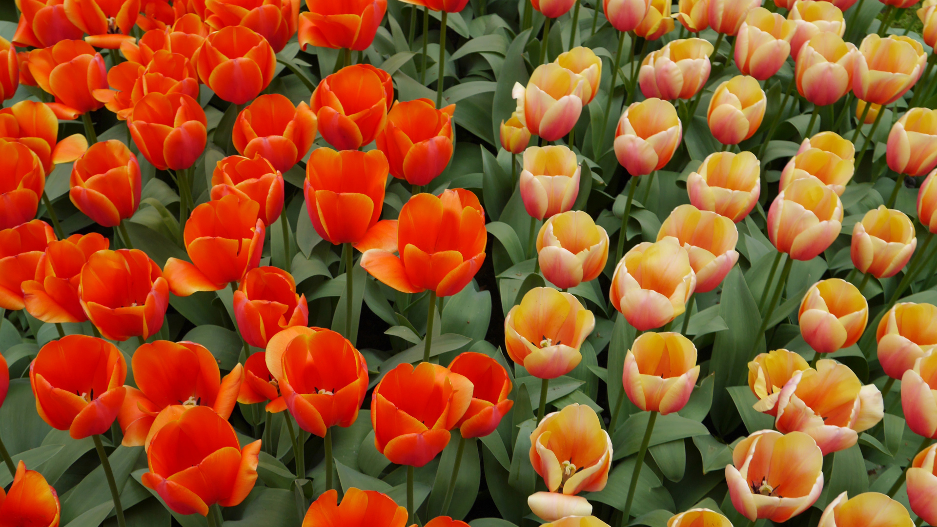 Оранжевые и персиковые цветы тюльпаны на клумбе