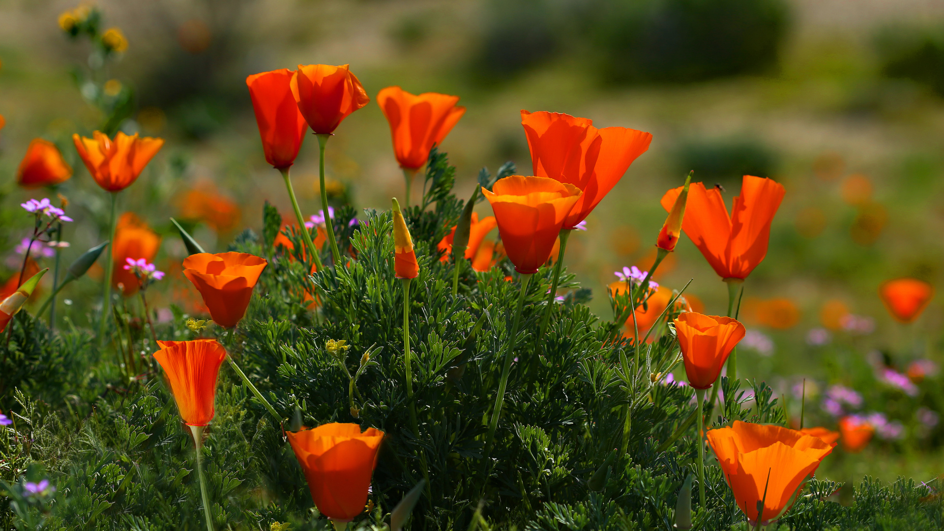Оранжевые летние цветы Эшшольция