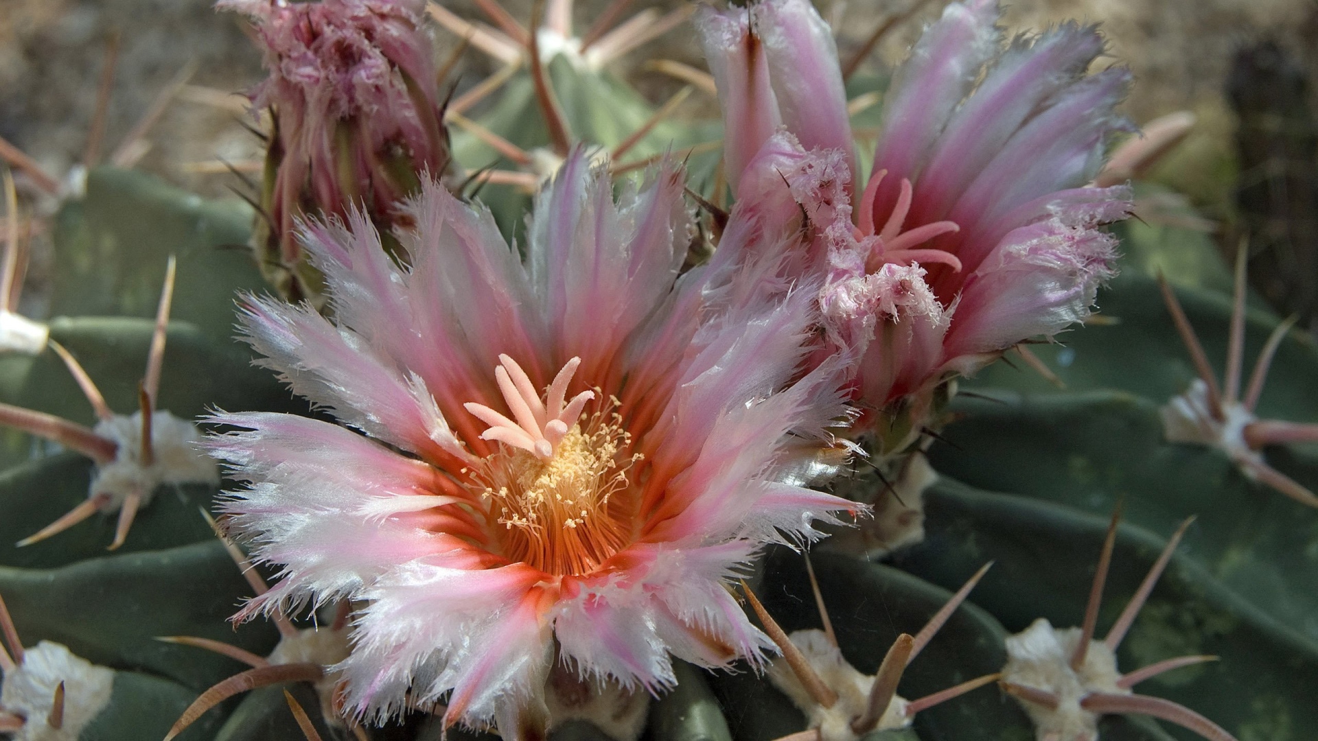 Розовые цветы кактуса крупным планом 