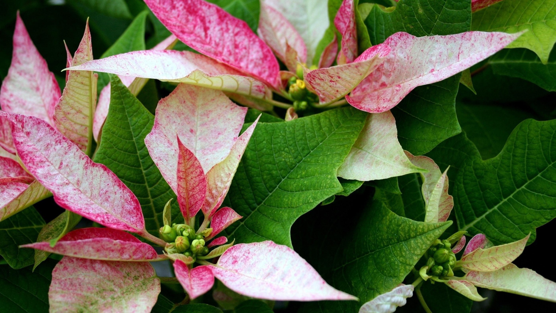 Розовые цветы Пуансеттия с зелеными листьями