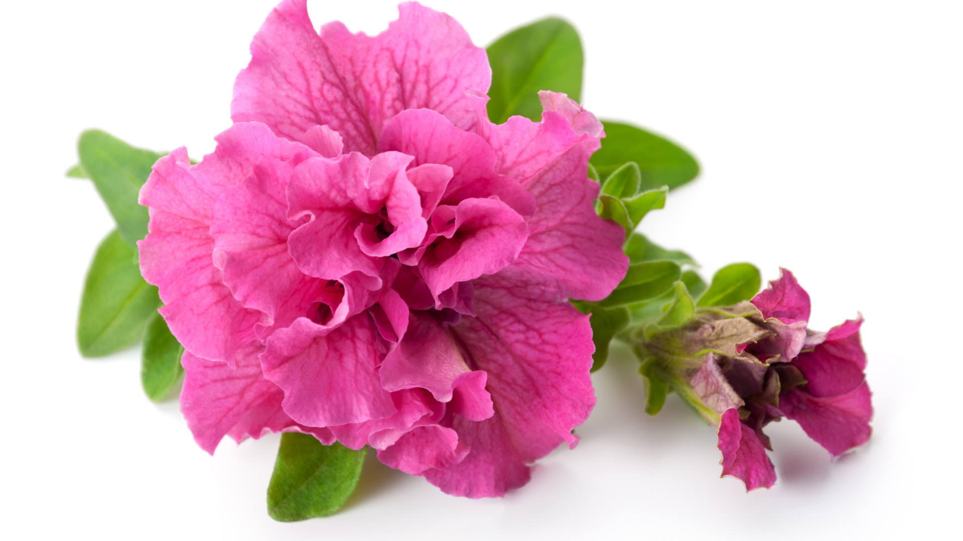 Розовый цветок петуния крупным планом на белом фоне