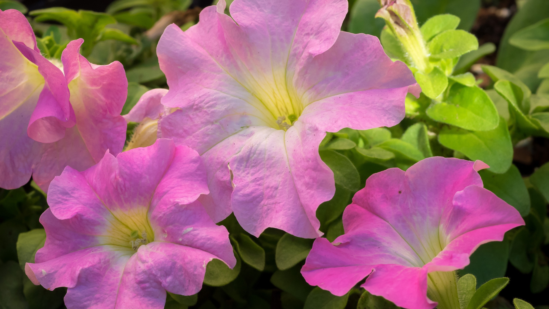 Цветы петуния розового цвета крупным планом