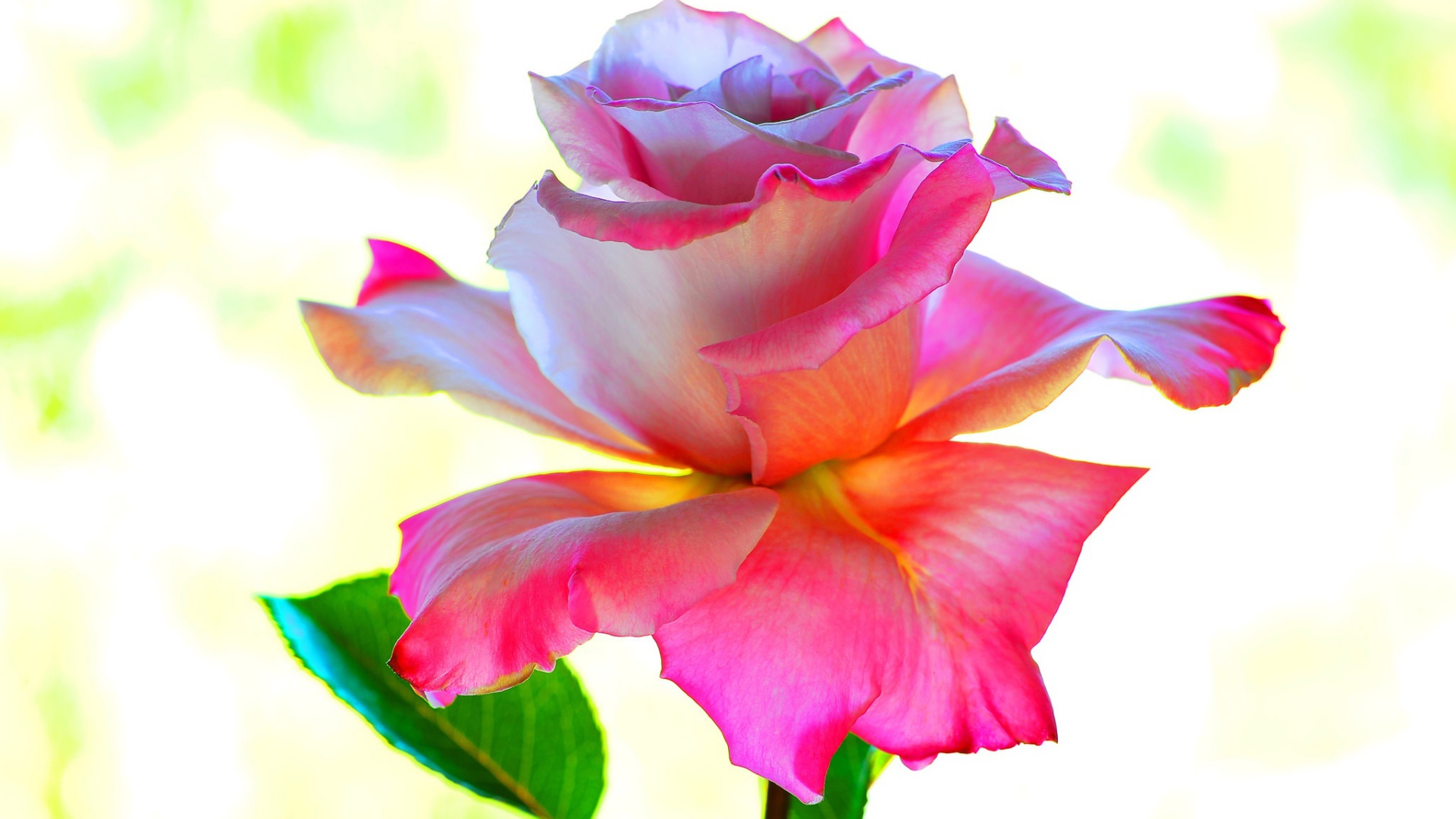 Розовый цветок розы крупным планом