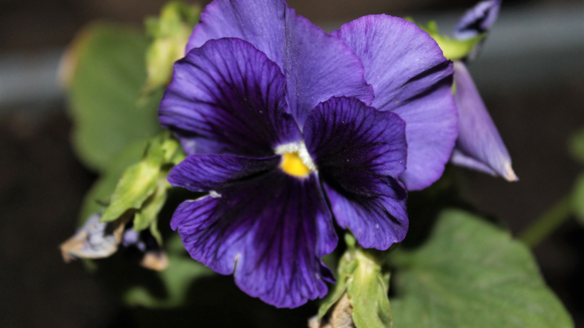 Фиолетовый цветок анютины глазки крупным планом