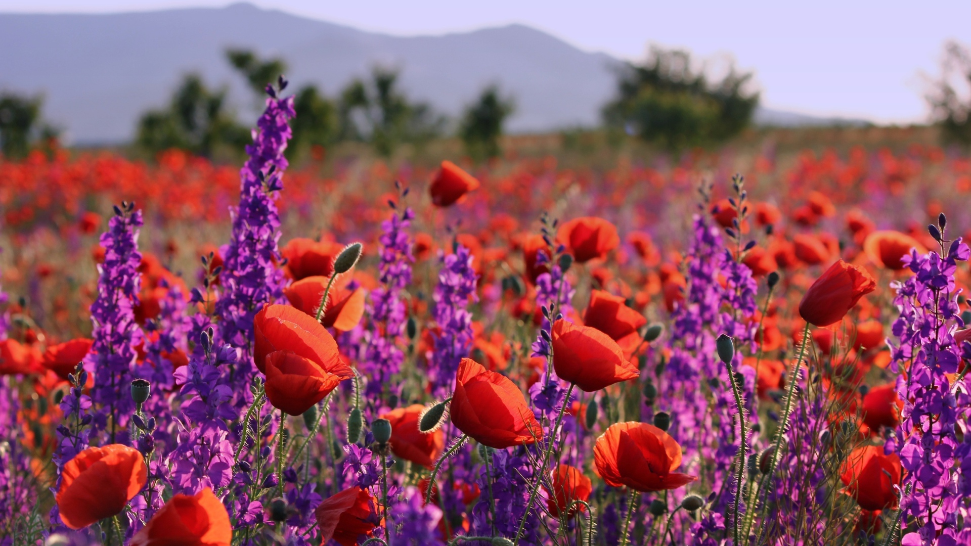Фиолетовые полевые цветы и красные маки в лучах солнца в поле