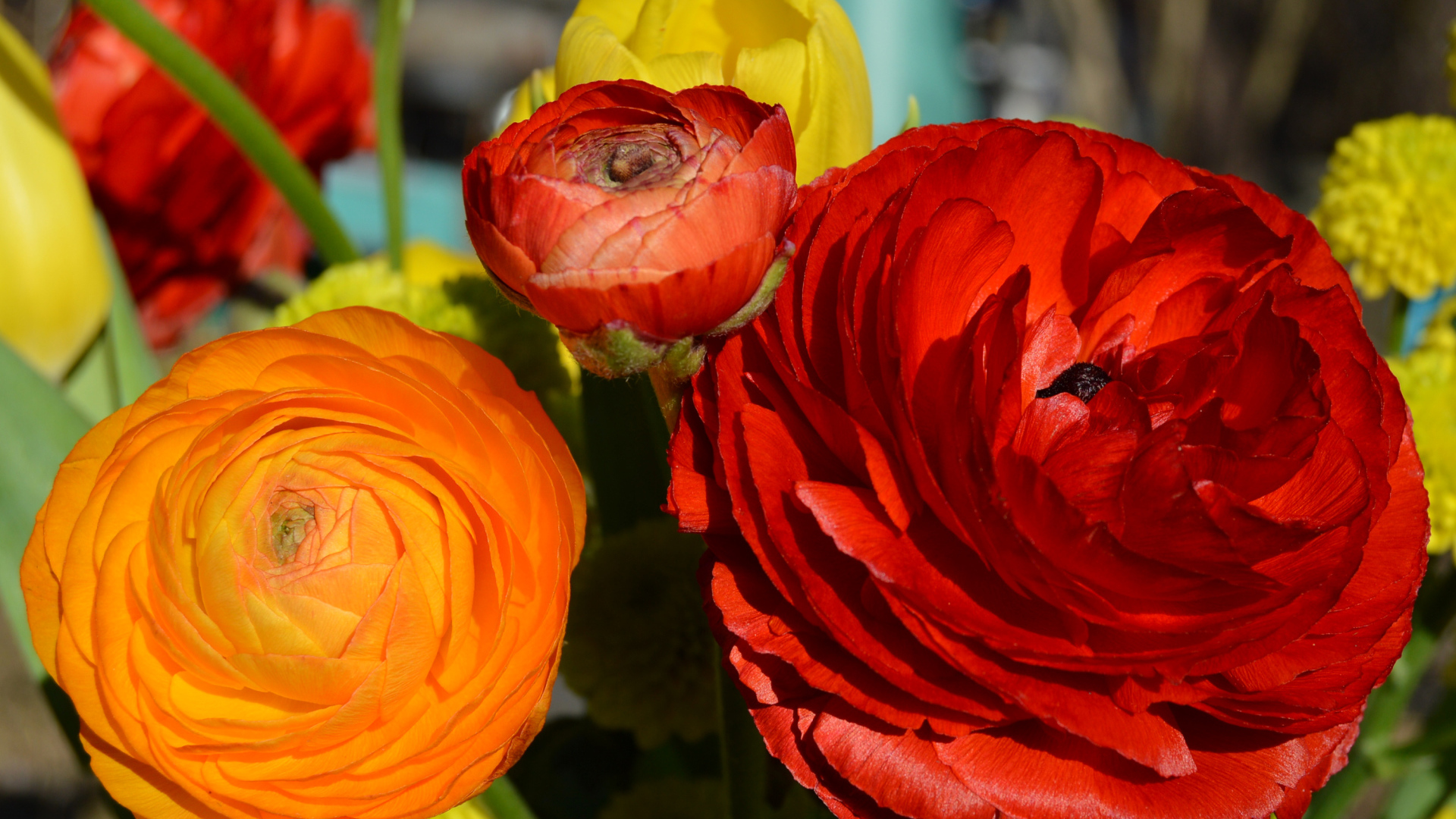 Красные и оранжевые цветы лютики