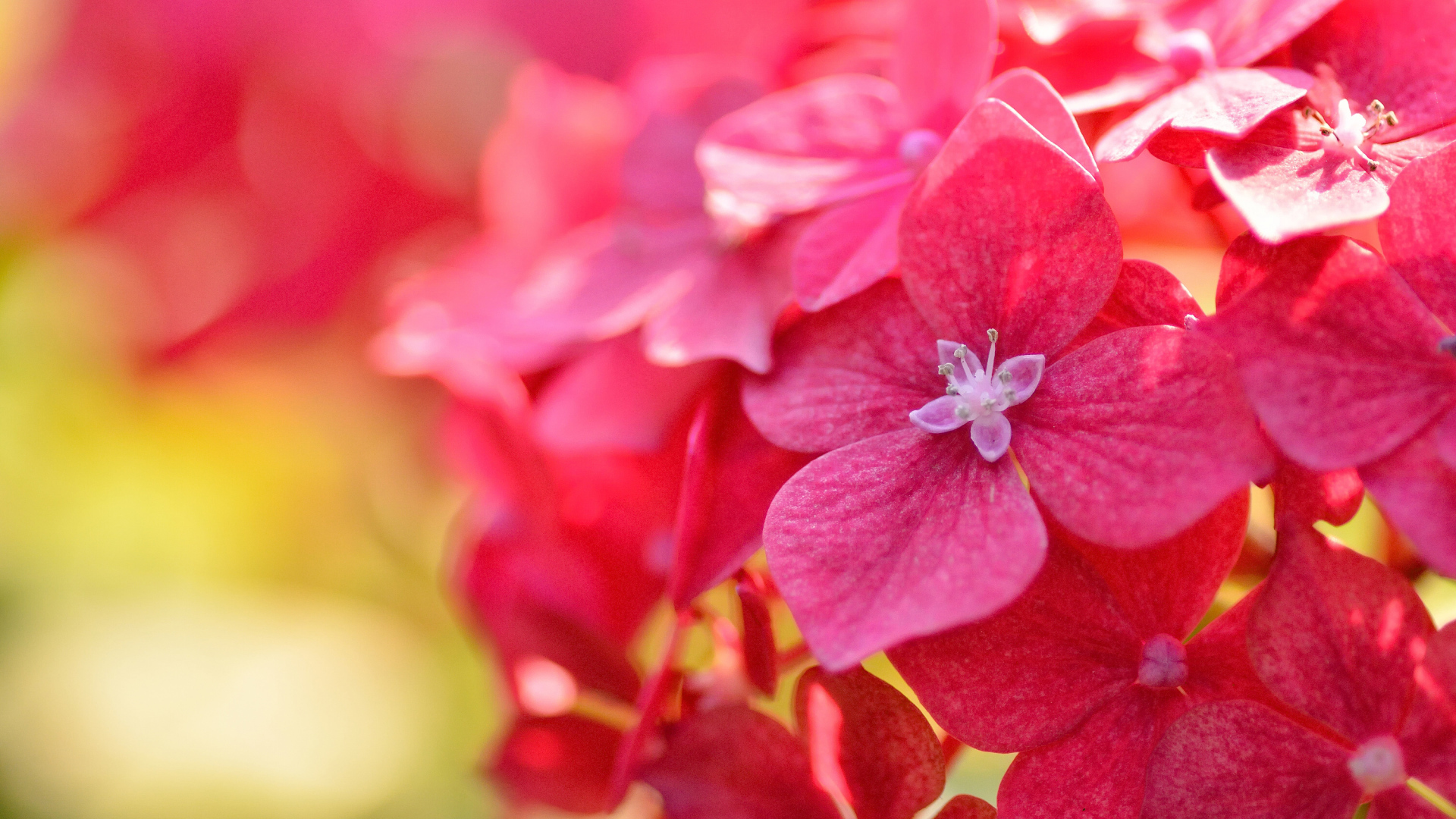 Красные красивые цветы гортензия крупным планом