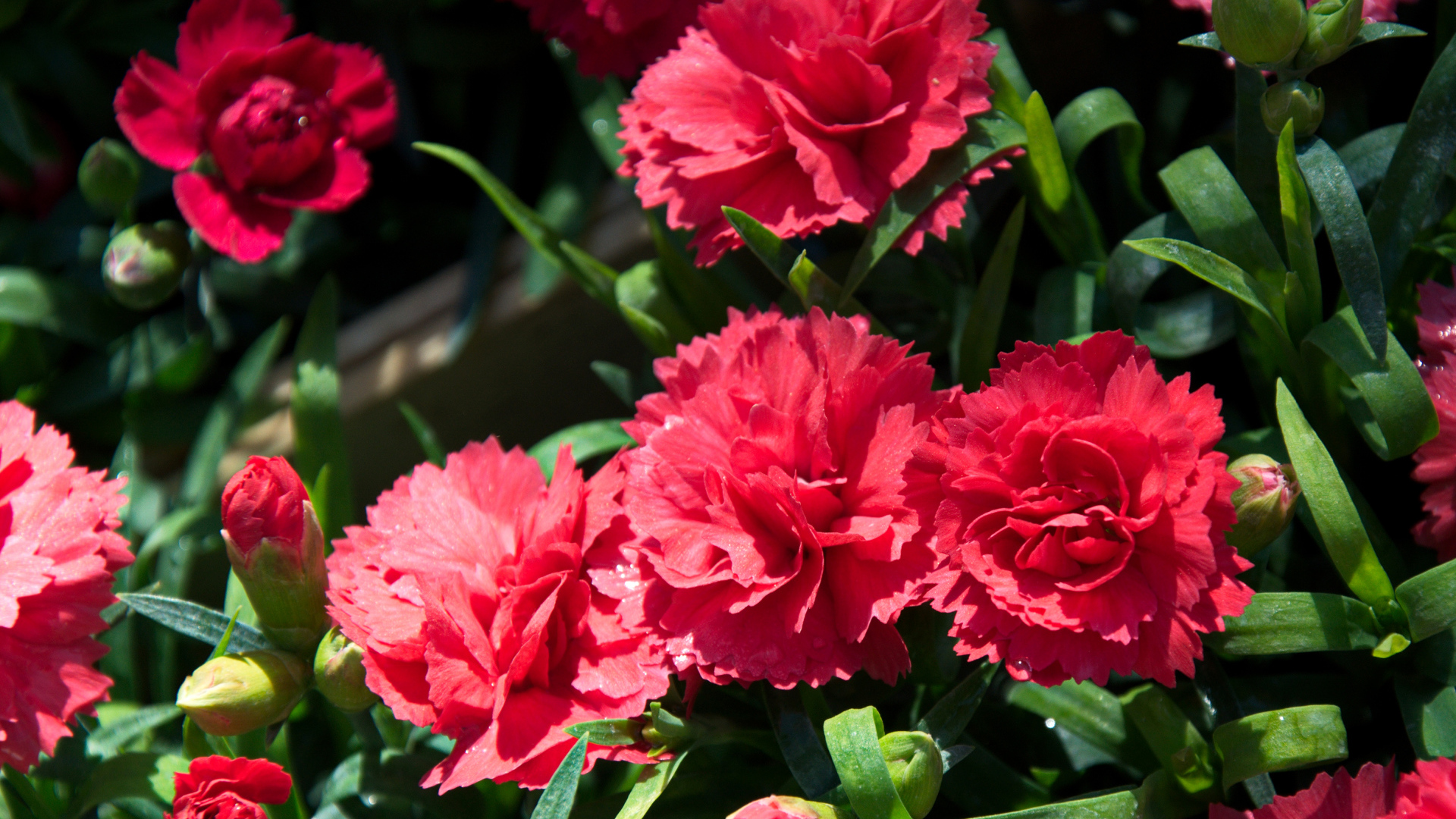 Красные гвоздики с бутонами крупным планом