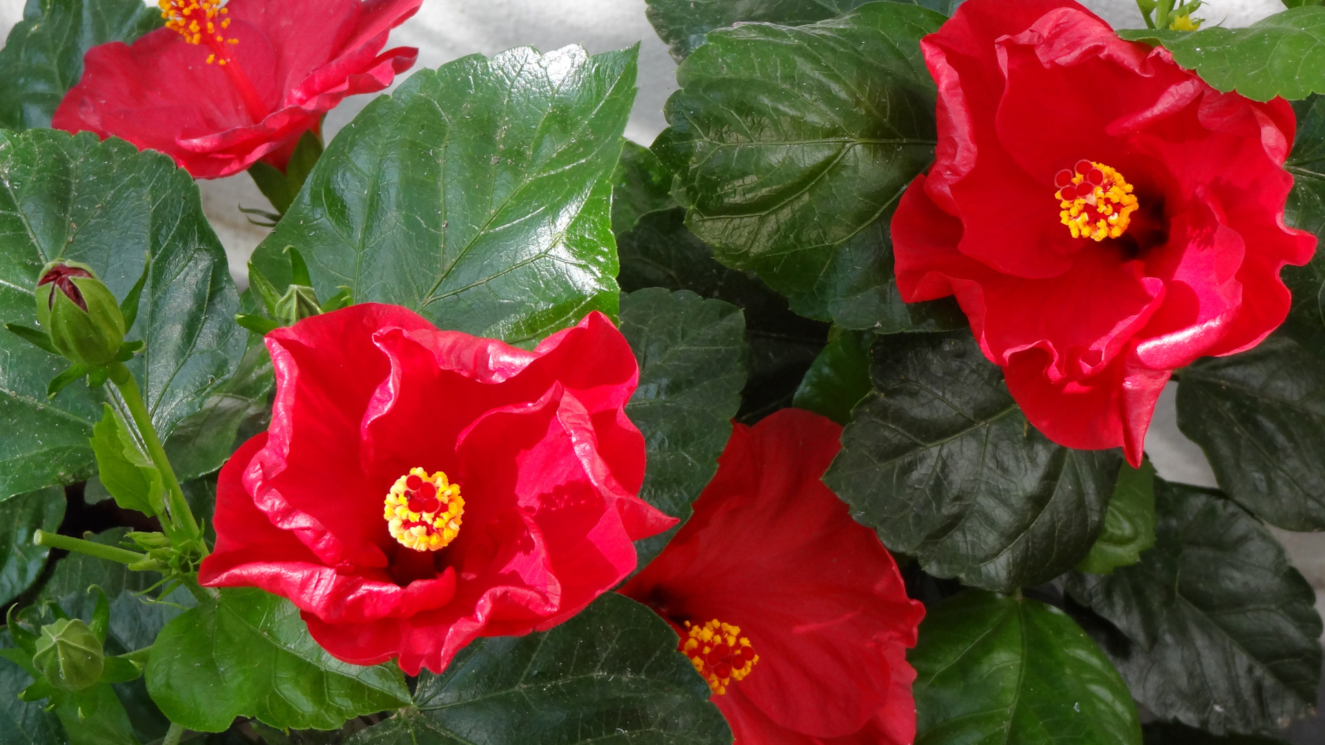 Красные цветы гибискуса с зелеными листьями крупным планом