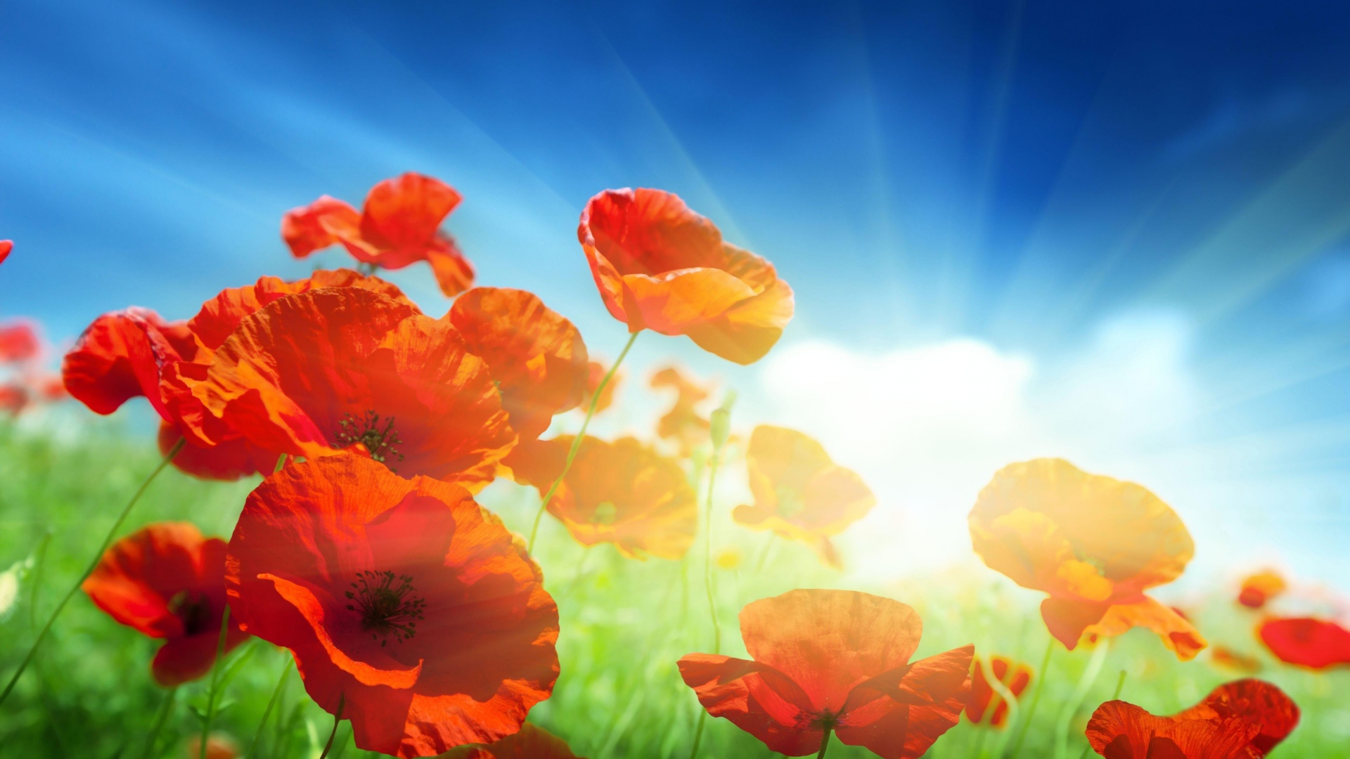 Красные маки в поле под голубым небом