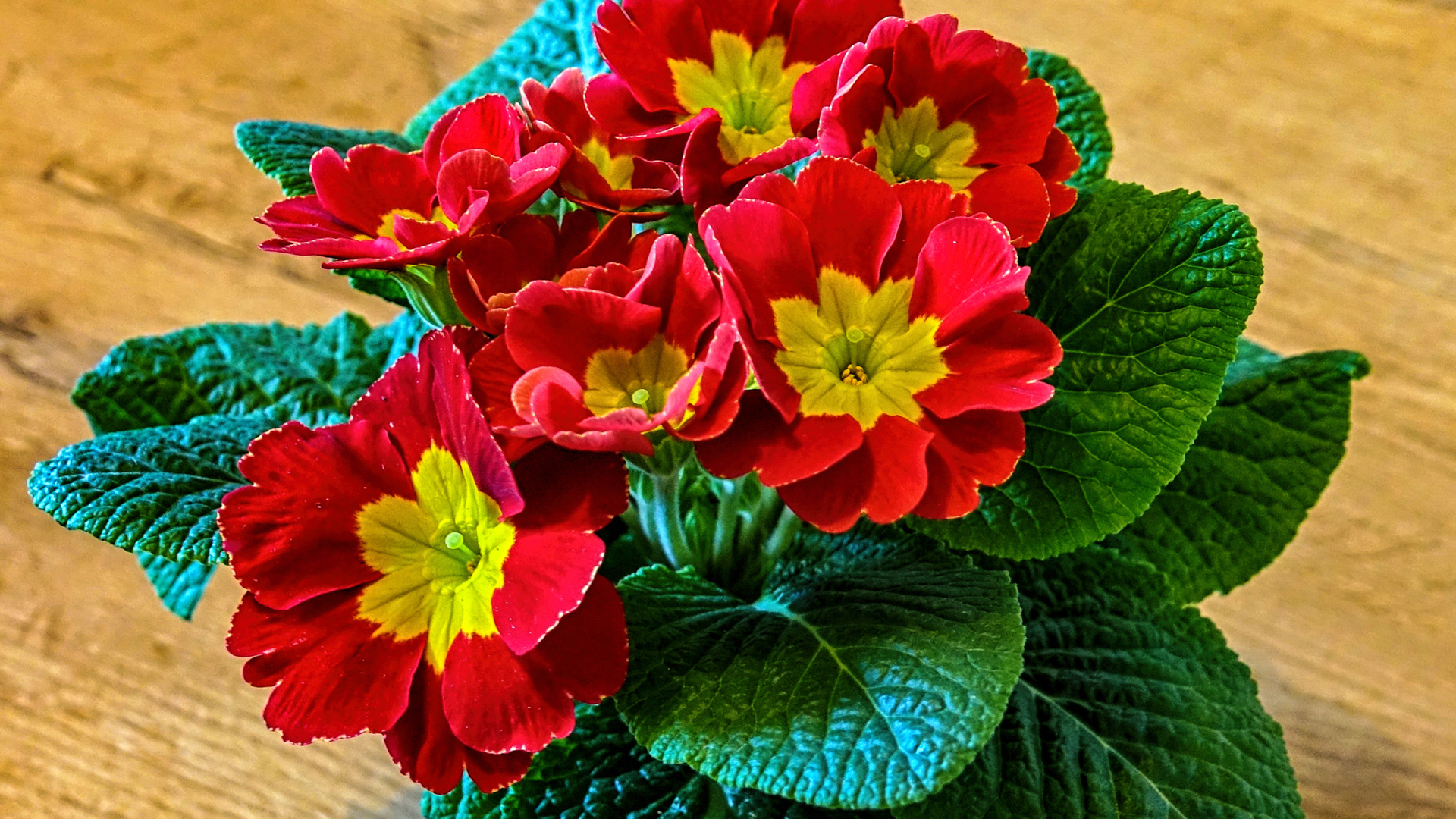 Красный цветок примула крупным планом 