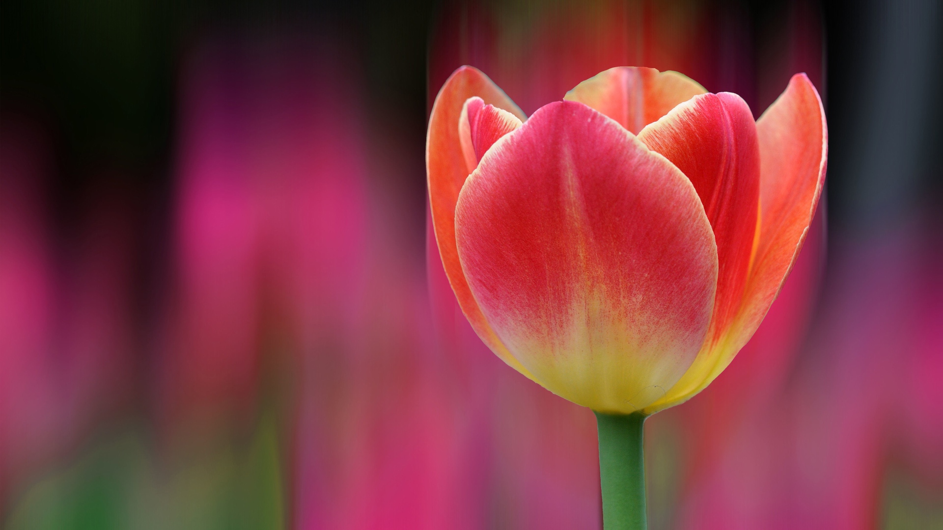 Одинокий розовый тюльпан 