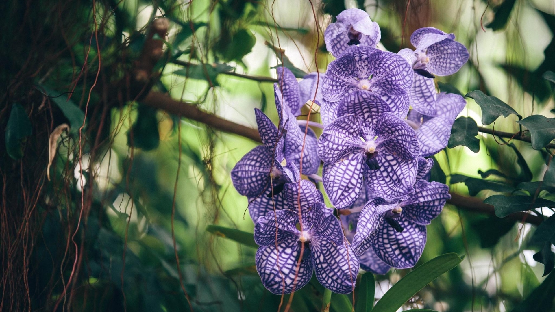 Полосатая фиолетовая экзотическая орхидея