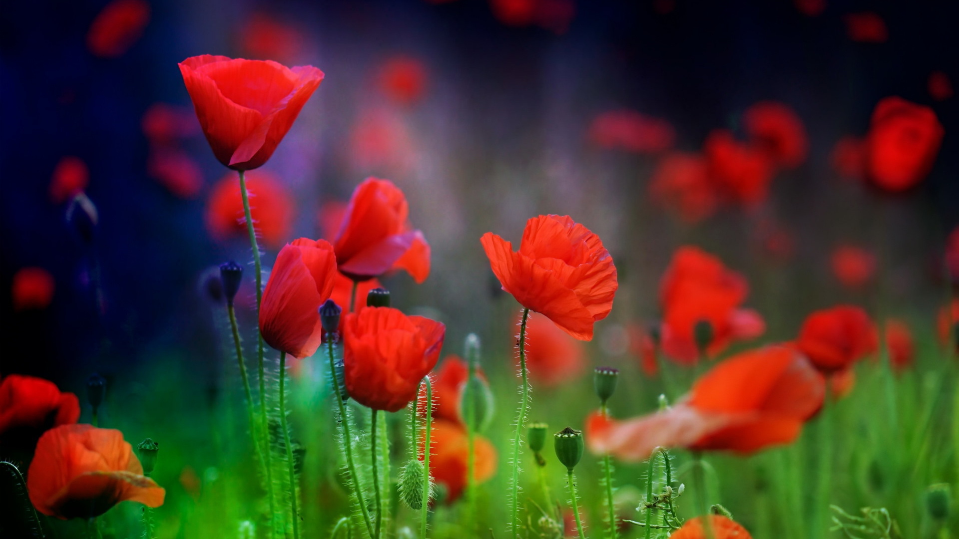 Летние красные цветы маки в поле