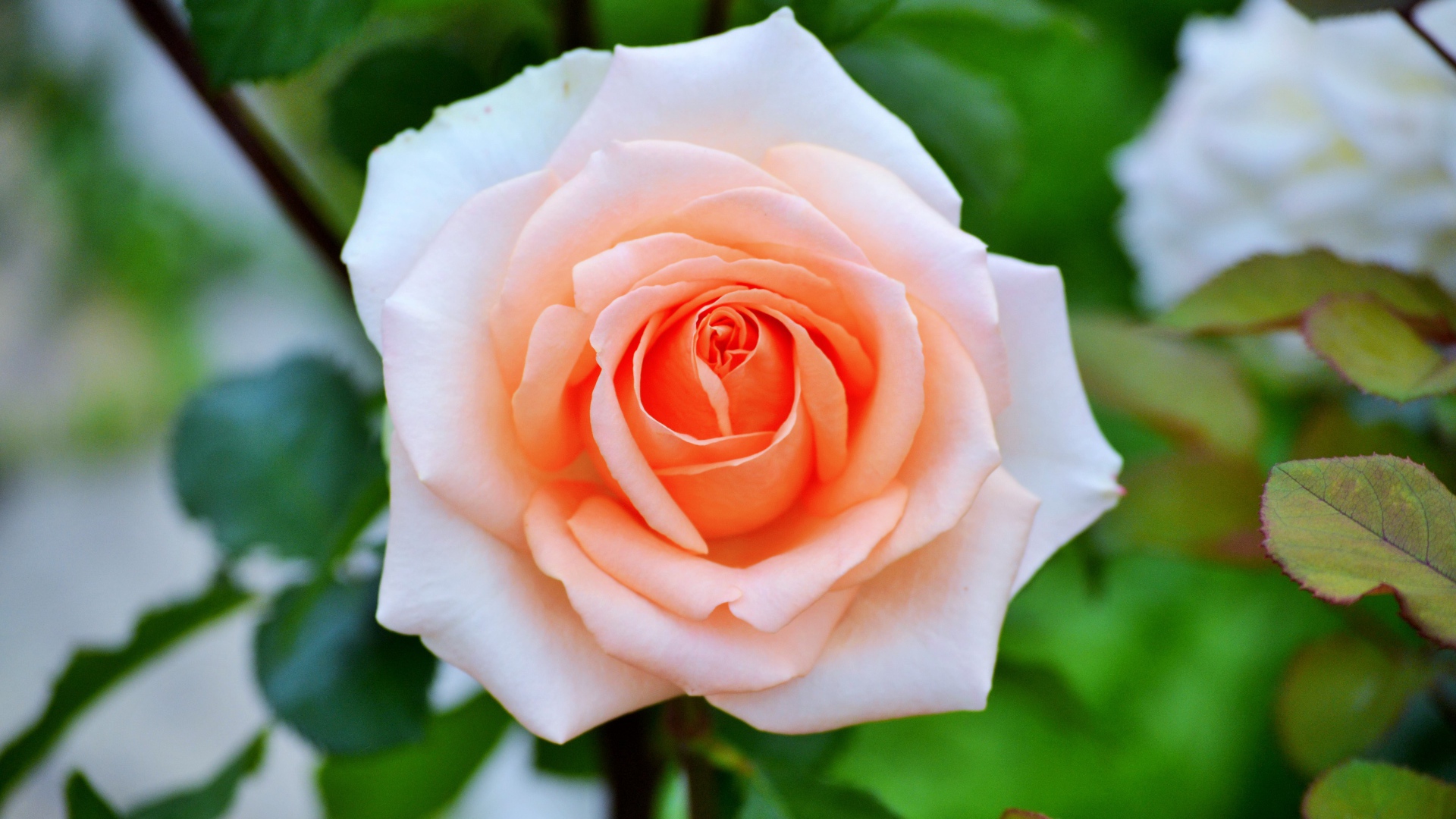 Нежная садовая роза кремового цвета 