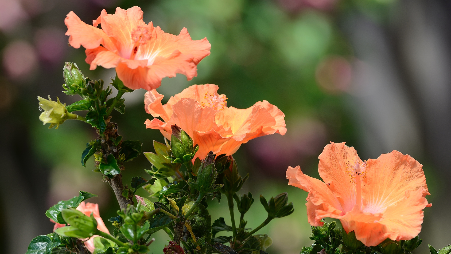 Три красивых оранжевых цветка гибискуса