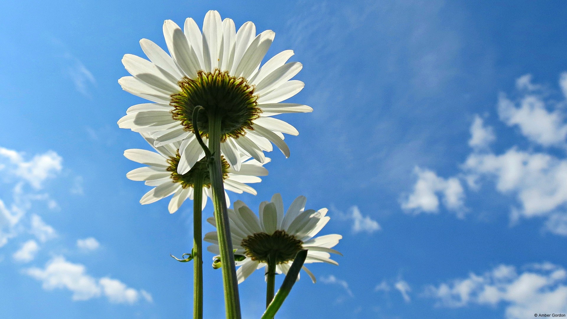 Три белых ромашки на фоне голубого неба