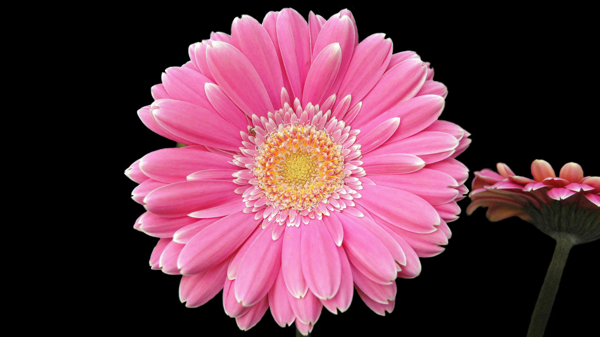Два розовых цветка герберы на черном фоне