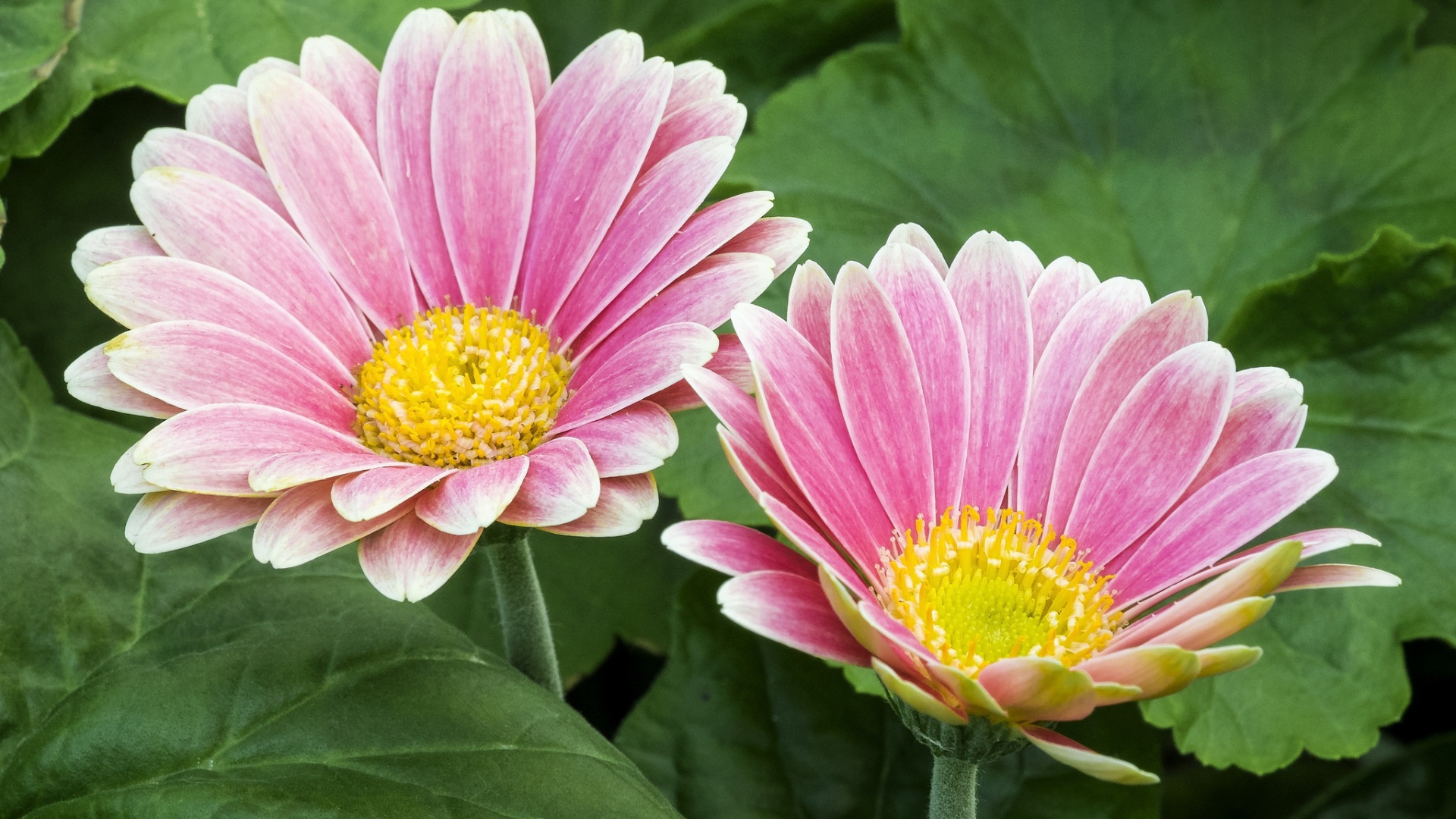 Две розовые герберы с желтой серединкой 