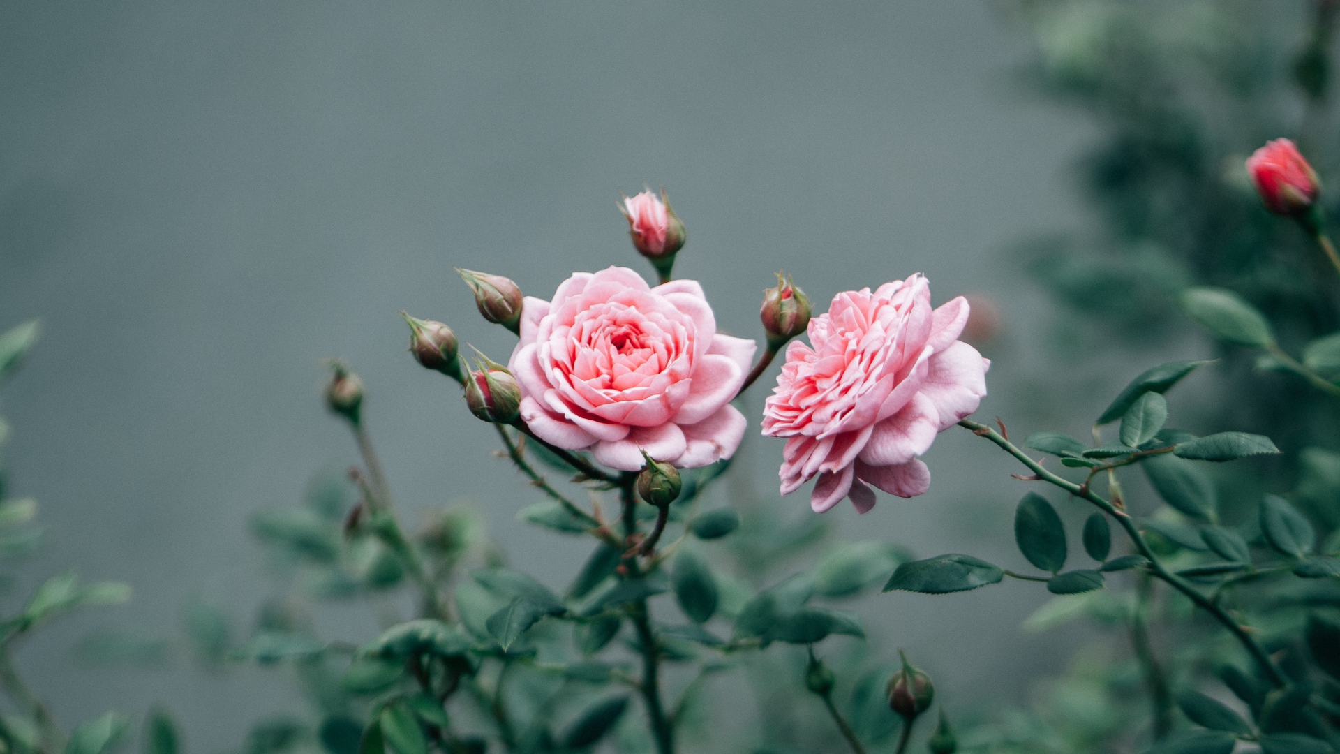 Две розовые розы с бутонами 