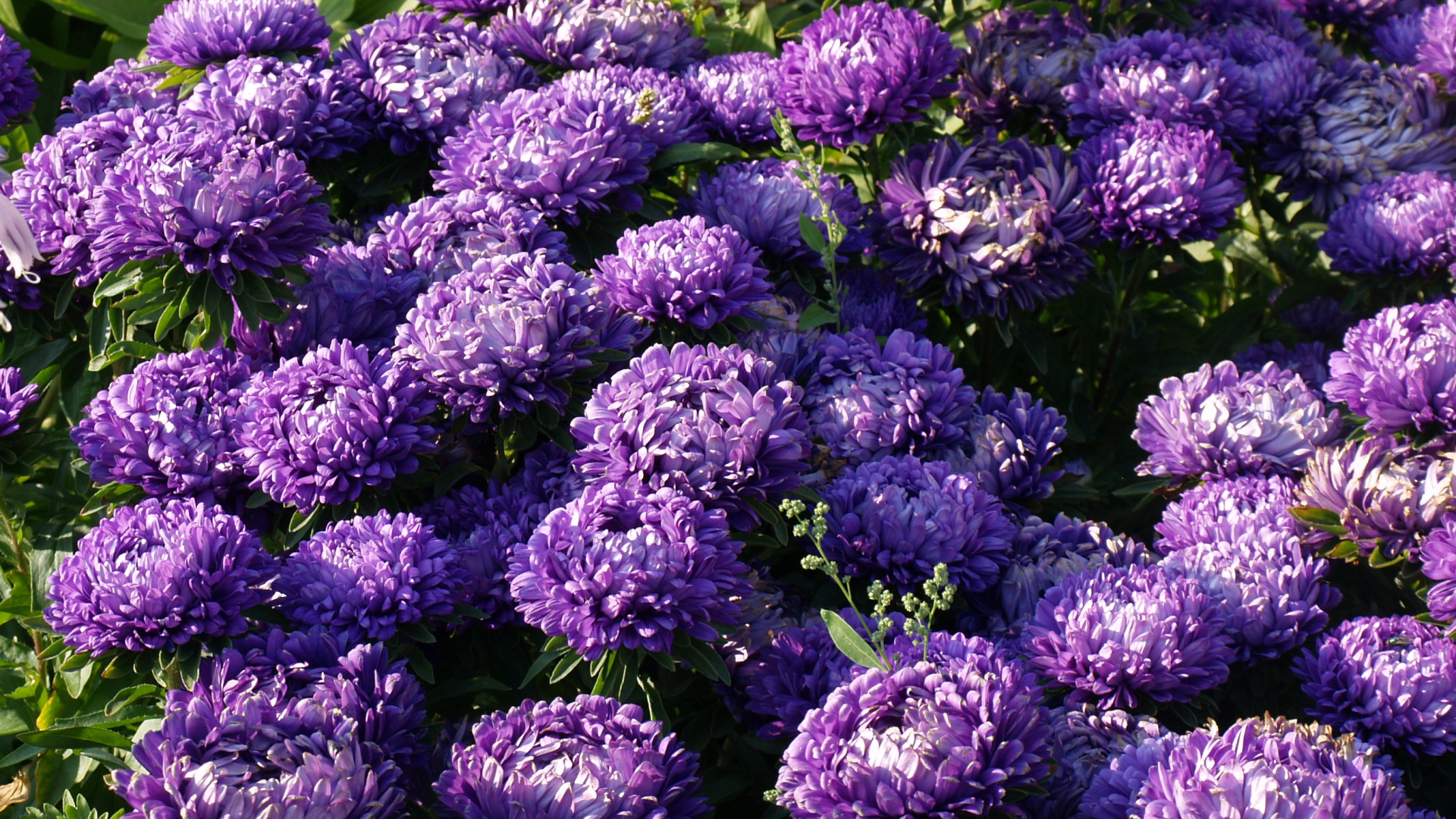 Фиолетовые летние цветы астры в саду