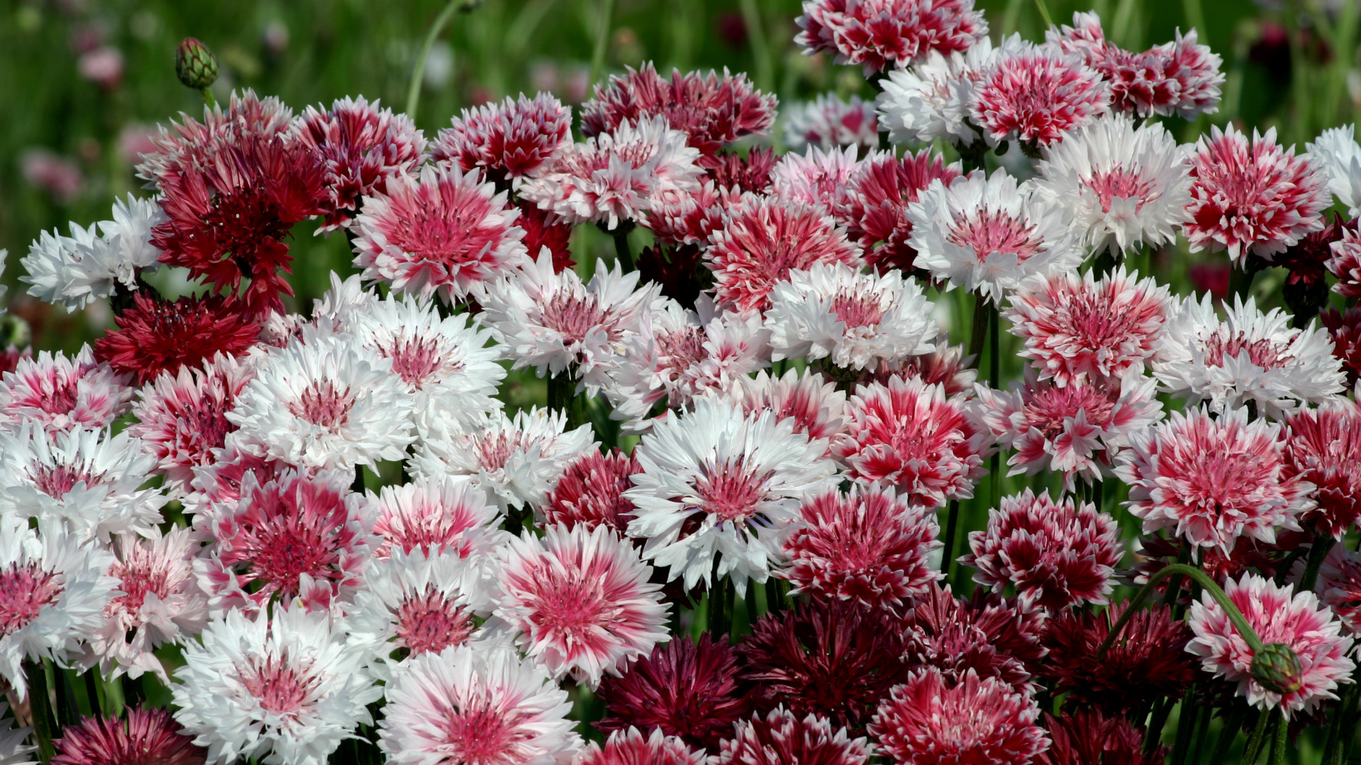 Белые и розовые васильки крупным планом